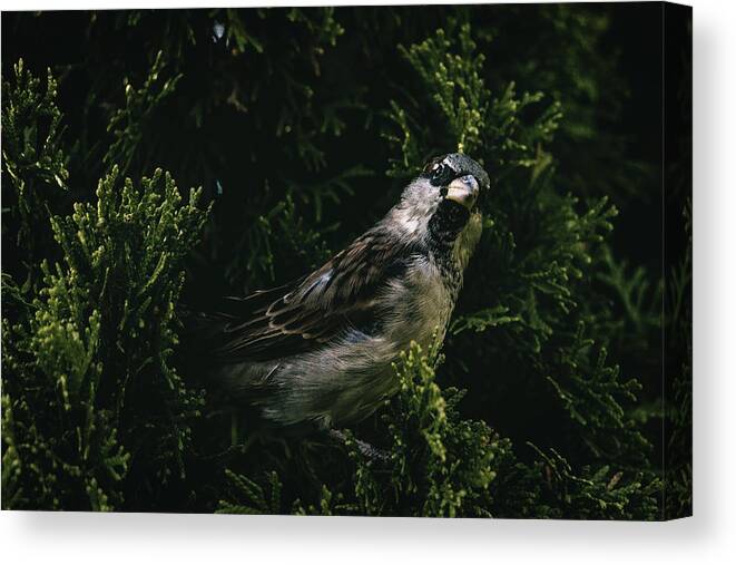 Sparrow Canvas Print featuring the photograph Inquisitive by Rich Kovach