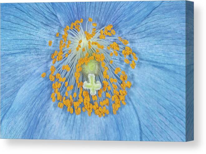 Flower Canvas Print featuring the photograph Inside the blue poppy by Roman Kurywczak