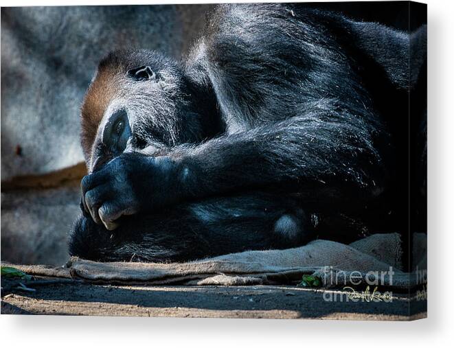 Animals Canvas Print featuring the photograph Insomnia by David Levin