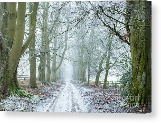 Beech Trees Canvas Print featuring the photograph Into The Winter by Tim Gainey