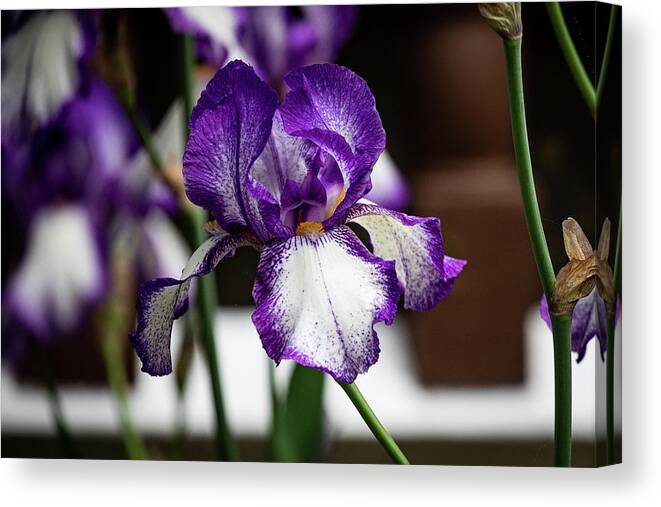 Iris Canvas Print featuring the photograph Iris in Purple and White by Denise Kopko