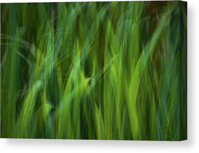 Abstract Canvas Print featuring the photograph Iris Leaf Blades by Alexander Kunz