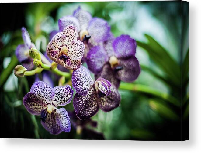 3x2 Canvas Print featuring the photograph Iris by Mark Llewellyn