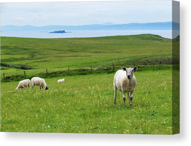 Sheep Canvas Print featuring the photograph Irish Sheep by Holly Ross