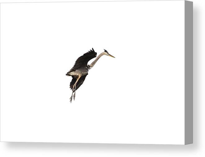 Great Blue Heron Canvas Print featuring the photograph Isolated Great Blue Heron 2019-5 by Thomas Young