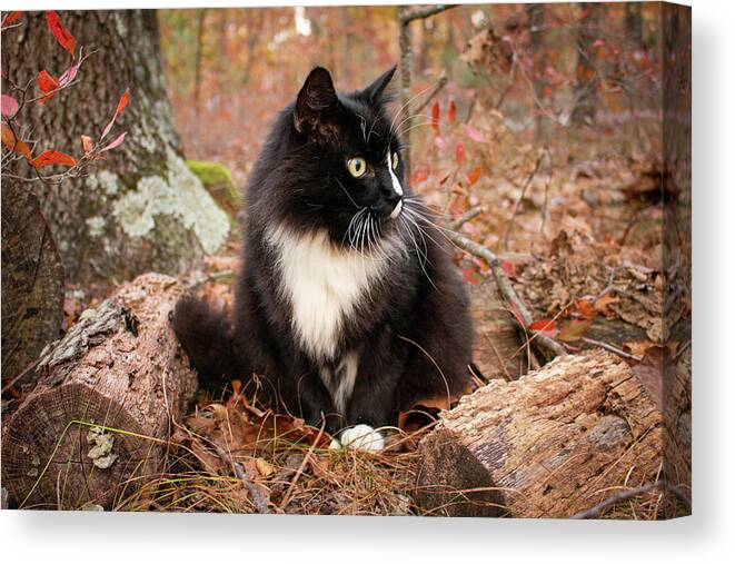 Cat Canvas Print featuring the photograph Ivan The Black and White Cat by Kristia Adams