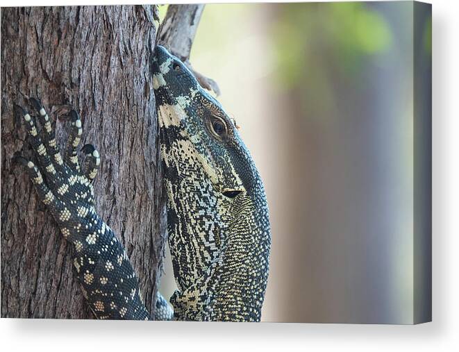 Animals Canvas Print featuring the photograph I've got an Ant on my Head by Maryse Jansen