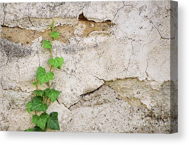 Ivy Canvas Print featuring the photograph Ivy crawling up a stone wall by Mendelex Photography