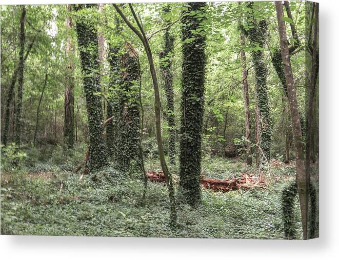 Trees Canvas Print featuring the photograph Ivy Forest Overdrive by Ed Williams