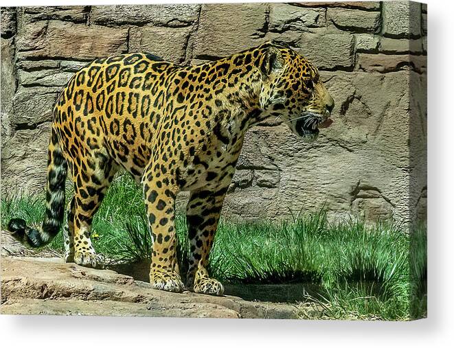 Sedona Canvas Print featuring the photograph Jaguar by Al Judge