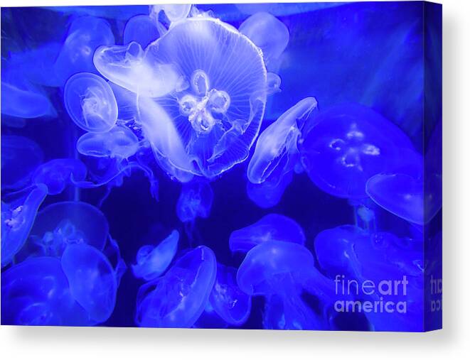 Jelly Canvas Print featuring the photograph Jellyfish in the Water by Beachtown Views
