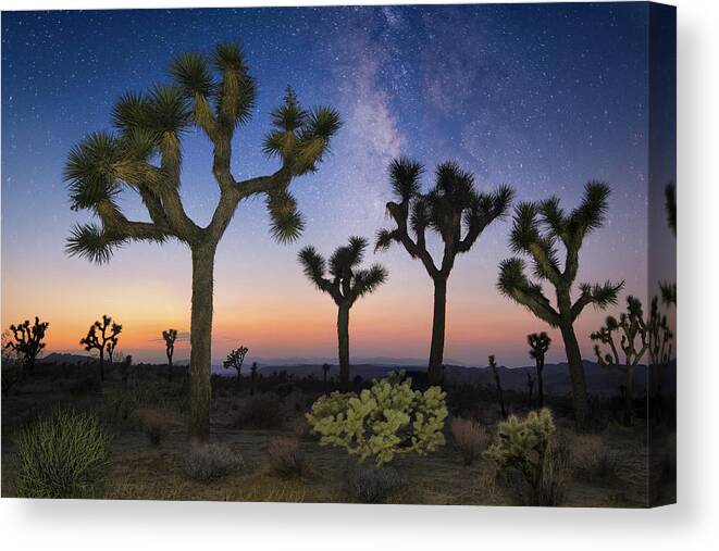 Joshua Tree Canvas Print featuring the photograph Joshua Tree by Lee Sie