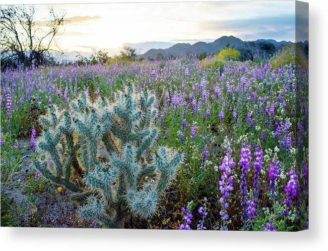 Grape Soda Lupine Canvas Print featuring the photograph Joshua Tree Lupine Sunset by Kyle Hanson
