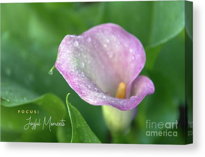 Calla Lily Canvas Print featuring the photograph Joyful Moments by Amy Dundon