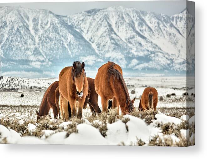  Canvas Print featuring the photograph Jt5_0058 by John T Humphrey
