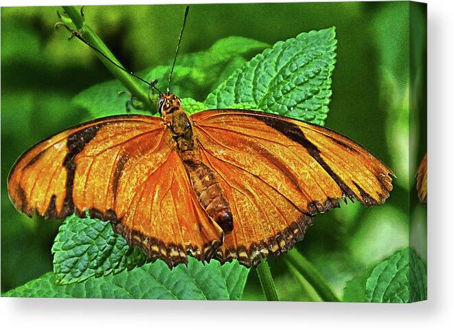 Butterfly Canvas Print featuring the photograph Julia Heliconian by Bill Barber