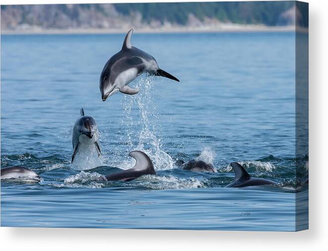 Jump For Joy Canvas Print featuring the photograph Jump For Joy - Dolphin Art by Jordan Blackstone