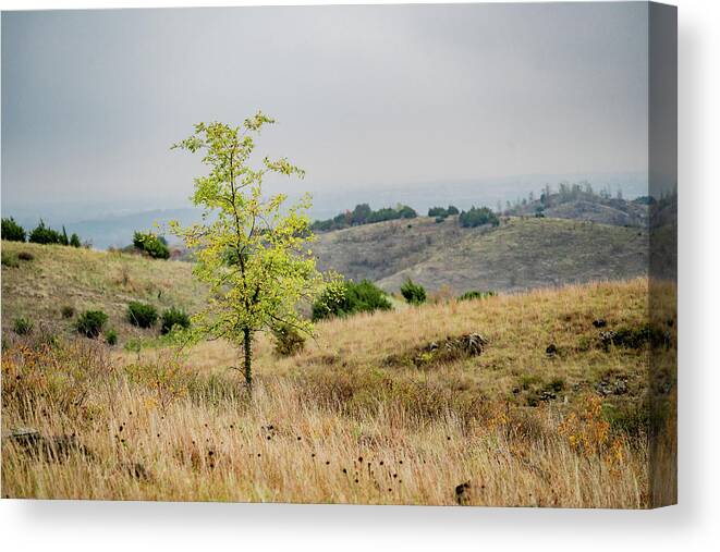 Tree Canvas Print featuring the photograph Just A Green Tree by Iris Greenwell