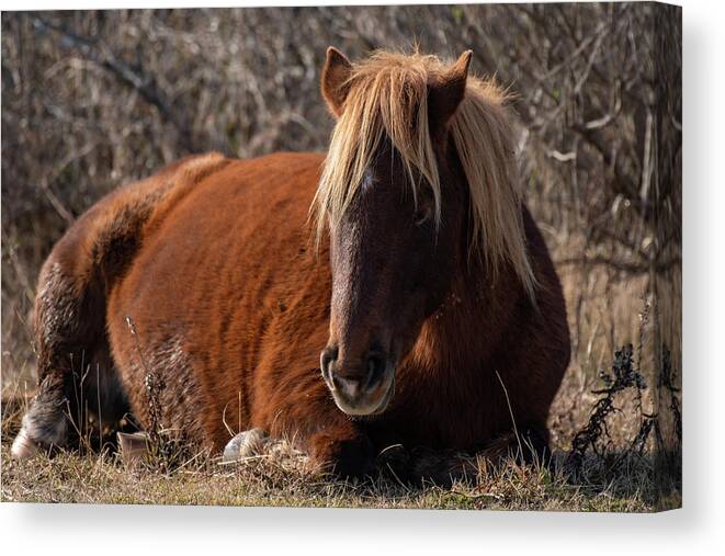 Assateague Island Canvas Print featuring the photograph Just a Little Downtime by Rose Guinther