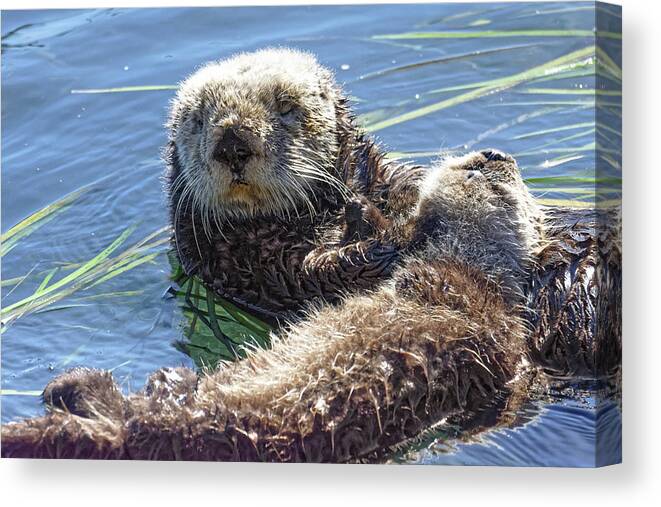 Just A Little Shuteye Canvas Print featuring the photograph Just a Little Shuteye -- Sea Otter and Baby in Morro Bay, California by Darin Volpe