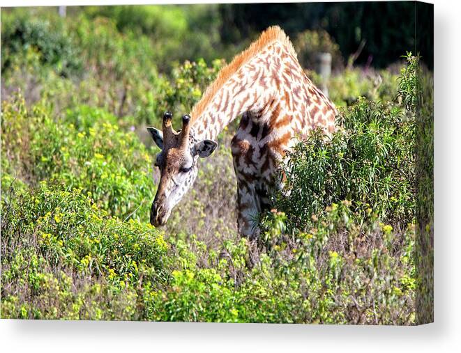 Bush Canvas Print featuring the photograph Just browsing by Tony Mills