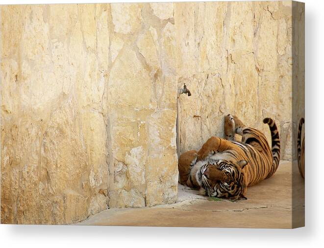 Tiger Canvas Print featuring the photograph Just Chillin' by Melissa Southern