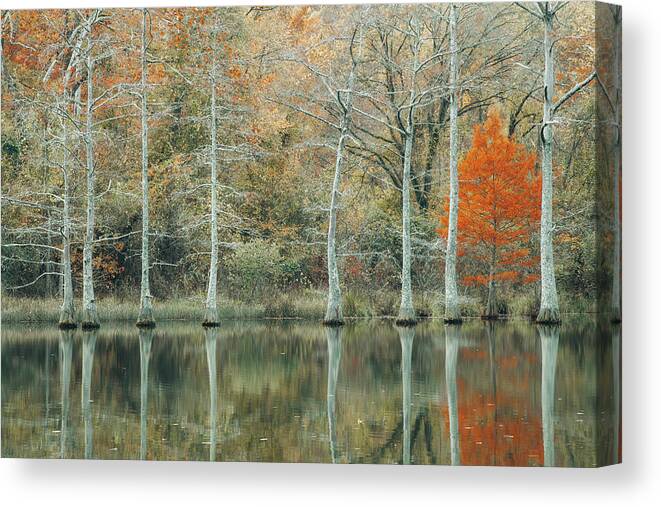 Tree Canvas Print featuring the photograph Just One Red tree by Iris Greenwell