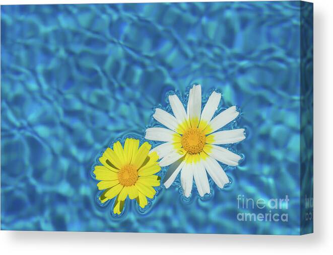 Daisies Canvas Print featuring the photograph Keep your sunny days by the pool by Adriana Mueller