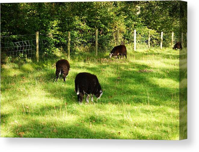 Sheep. Lambs. Grazing. Field. Nature. Landscape. Keswick. Cumbria. Flock. Trees. Grass. Farming. Sunlight. Shadows. England. Uk. Great Britain. Fence. Outdoors. Dewentwater. Lake District Canvas Print featuring the photograph Keswick. Black Sheep Grazing by Lachlan Main
