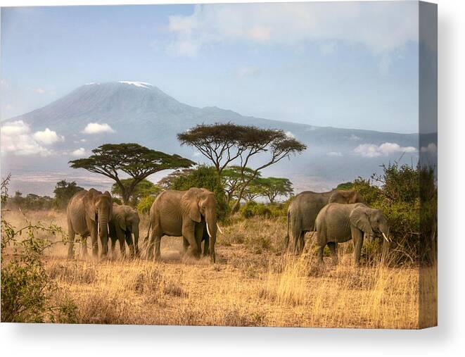 Elephant Canvas Print featuring the photograph Kilimanjaro Elephants by Gene Taylor