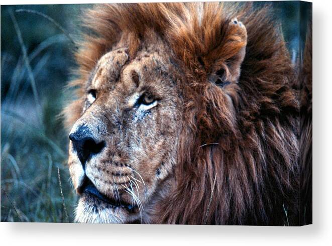Lion Canvas Print featuring the photograph King of the Jungle Profile by Russel Considine