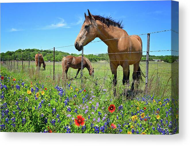 Texas Hill Country Canvas Print featuring the photograph King of the Wildflower Pastures by Lynn Bauer