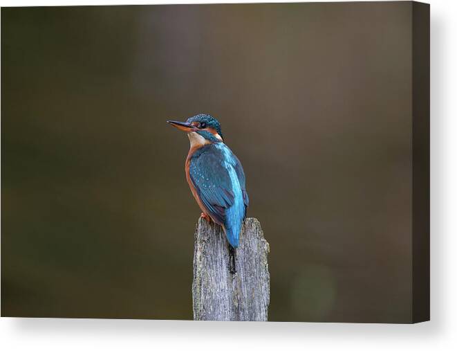 Kingfisher Canvas Print featuring the photograph Kingfisher Looks Back by Pete Walkden