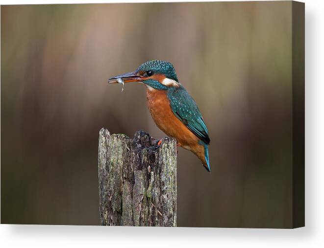 Kingfisher Canvas Print featuring the photograph Kingfisher With Fish by Pete Walkden