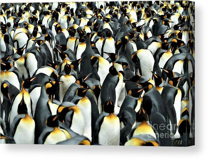 Penguins Canvas Print featuring the photograph Kings of the Falklands by Darcy Dietrich