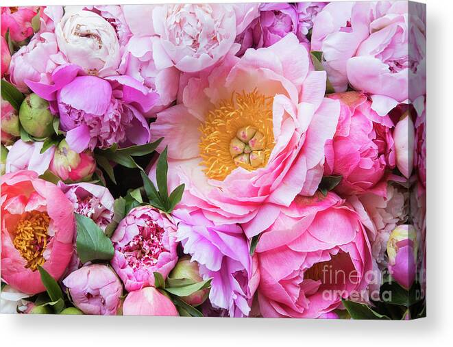 Peonies Canvas Print featuring the photograph Kissed by Spring by Marilyn Cornwell