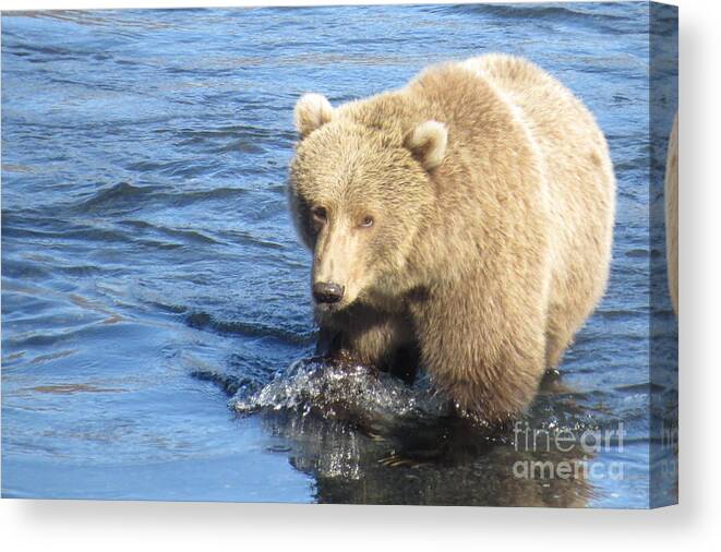 Action Canvas Print featuring the photograph Kodiak Bear by World Reflections By Sharon