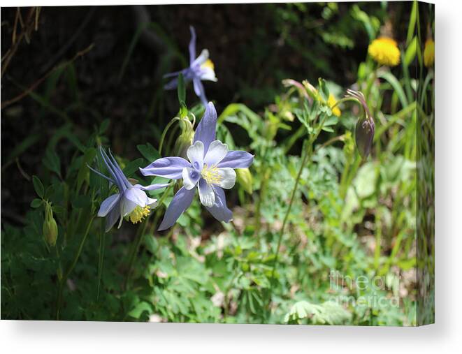 Flowers.blue Canvas Print featuring the photograph La Plata Columbines by Doug Miller