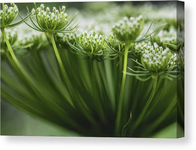 Flower Canvas Print featuring the photograph Lace by Laura Roberts