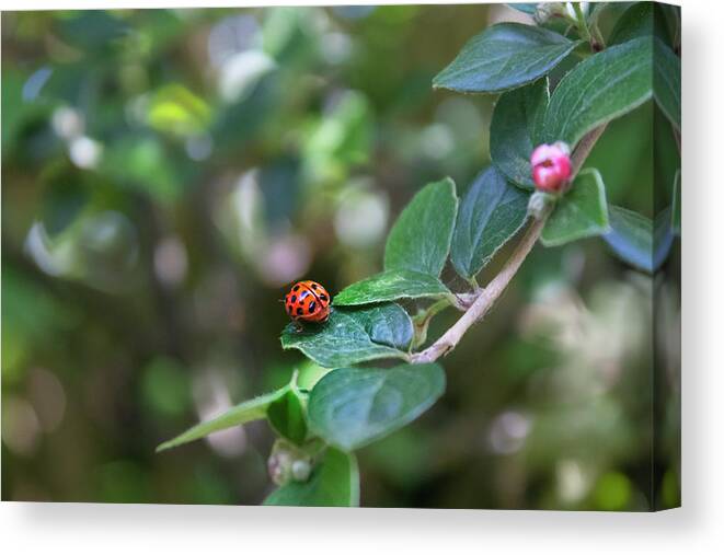 Ladybug Canvas Print featuring the photograph Ladybug by MPhotographer