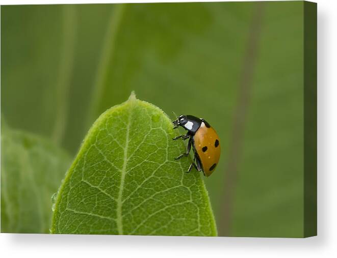Orange Color Canvas Print featuring the photograph Ladybug on the Edge by Gail Shotlander