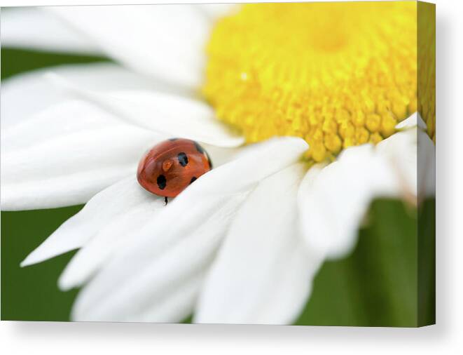 Ladybug Canvas Print featuring the photograph Ladybug on white petals of a flower by Philippe Lejeanvre