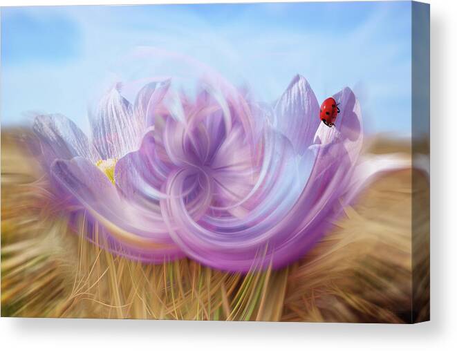 Crocus Canvas Print featuring the photograph Ladybug Trippin at the Crocus Cafe - abstract rendition of ND prairie crocus with ladybug by Peter Herman