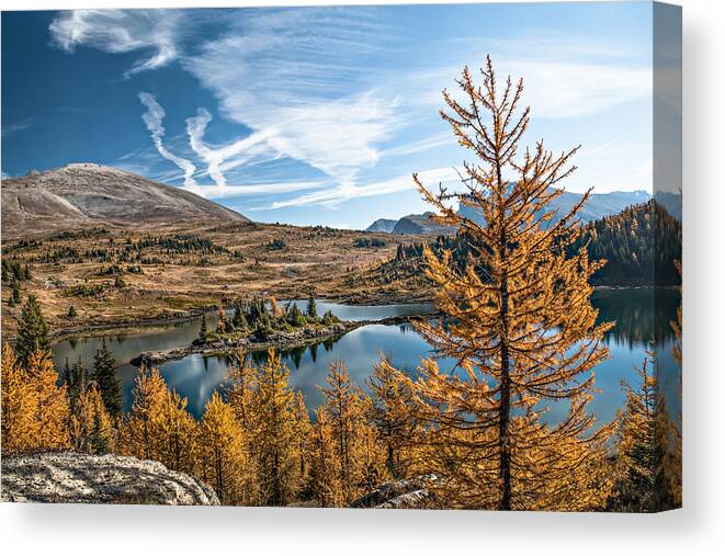 Larch Canvas Print featuring the photograph Larch Trees in Sunshine Meadow by Linda Villers