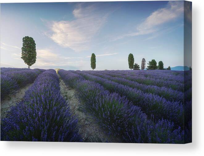 Lavender Canvas Print featuring the photograph Lavender fields and trees. Orciano, Tuscany by Stefano Orazzini