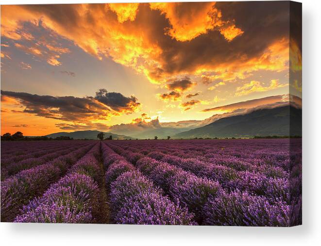 Bulgaria Canvas Print featuring the photograph Lavender Sun by Evgeni Dinev