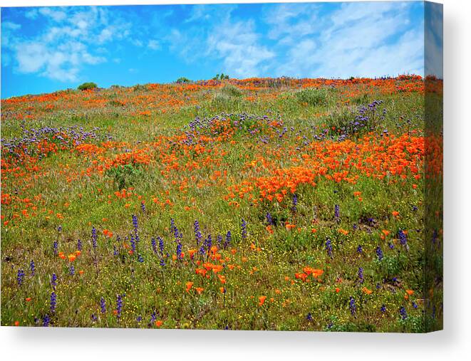 Superbloom Canvas Print featuring the photograph Layers of Loveliness - Superbloom 2019 by Lynn Bauer