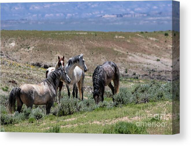 Wild Stallions Canvas Print featuring the photograph Leaders on the Hill by Jim Garrison