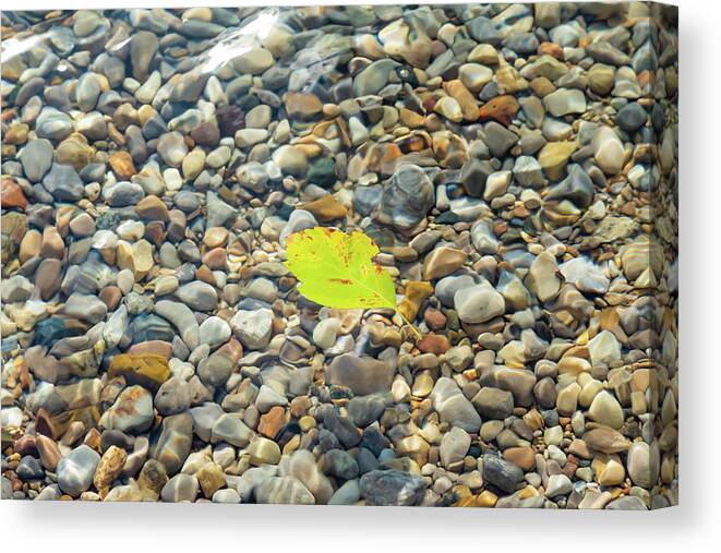 Torch Lake Canvas Print featuring the photograph Leaf at Torch Lake by Joe Kopp
