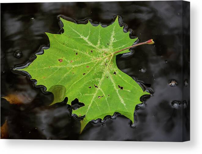 Leaf Canvas Print featuring the photograph Leaf on Dark Water by Douglas Wielfaert